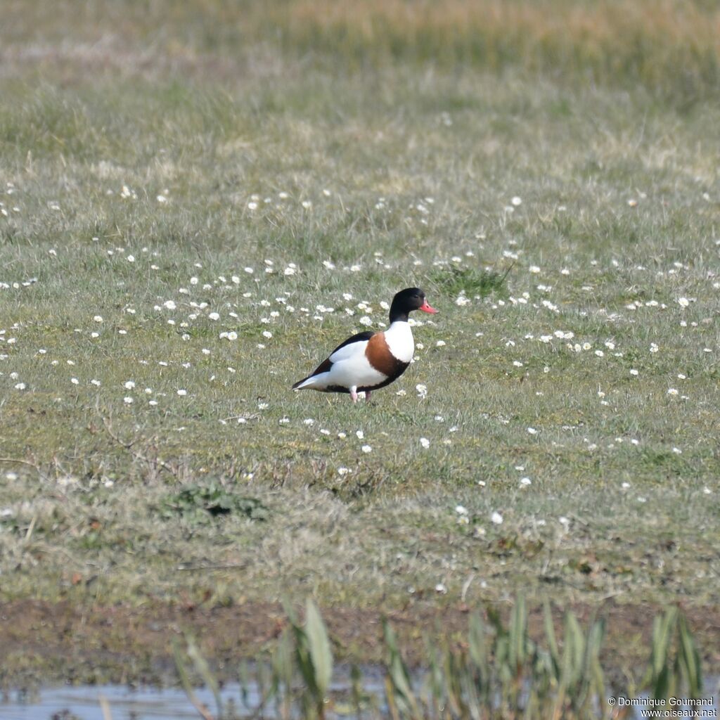 Common Shelduck female