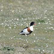 Common Shelduck