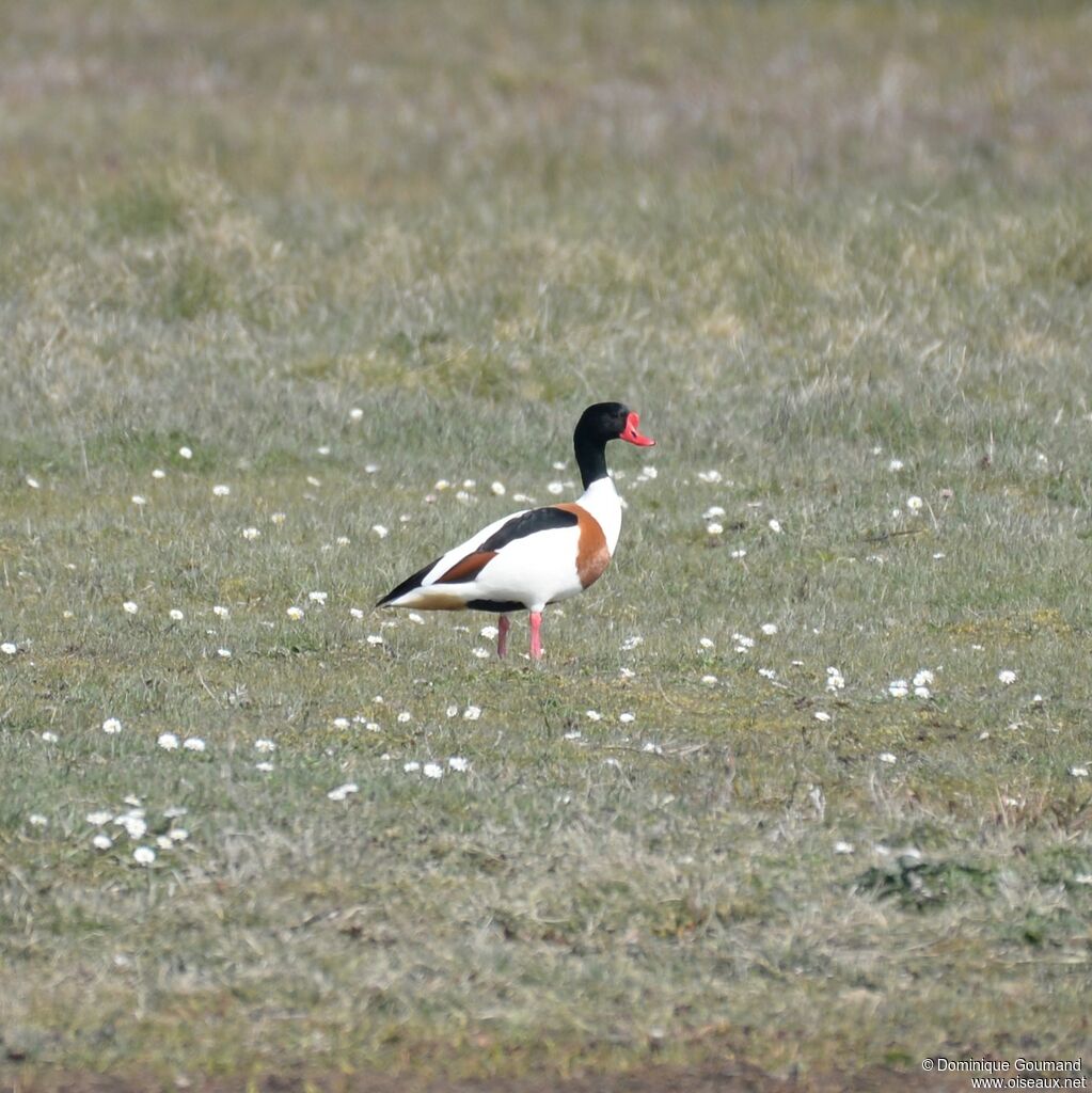 Common Shelduck male adult