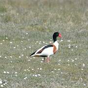 Common Shelduck