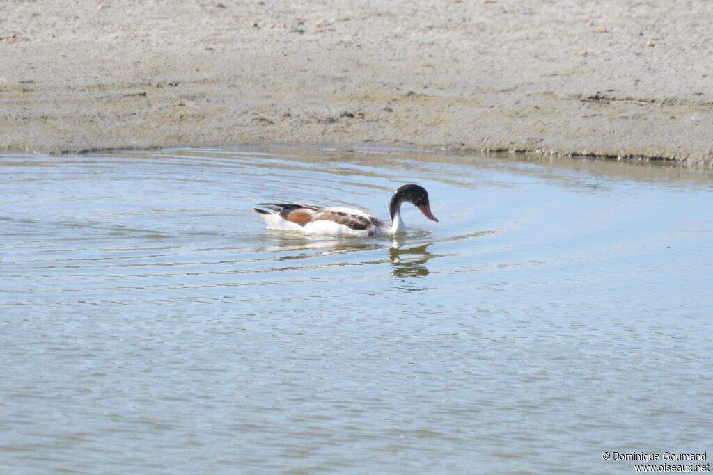 Common Shelduckjuvenile