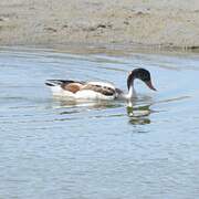 Common Shelduck