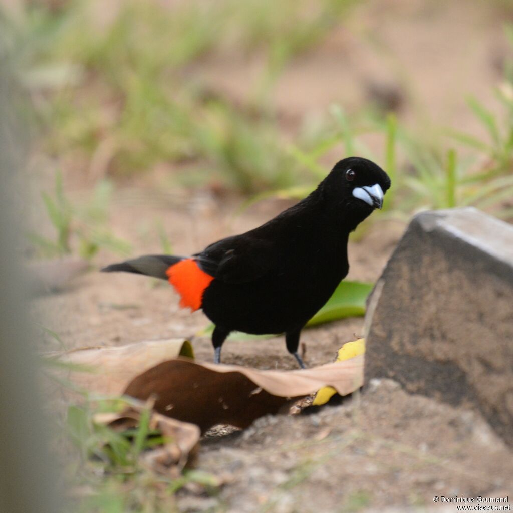 Scarlet-rumped Tanager male adult