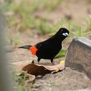 Scarlet-rumped Tanager