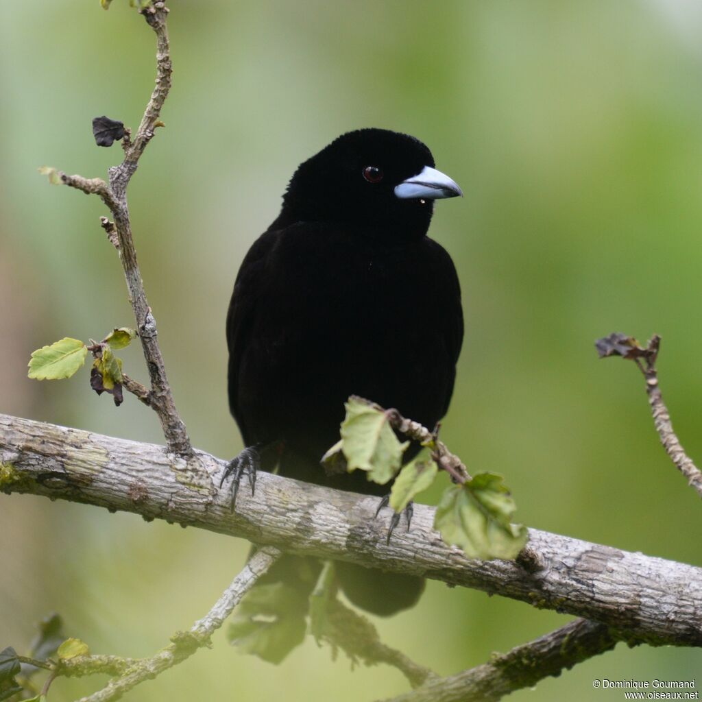 Scarlet-rumped Tanager male adult