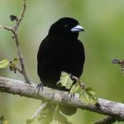 Scarlet-rumped Tanager