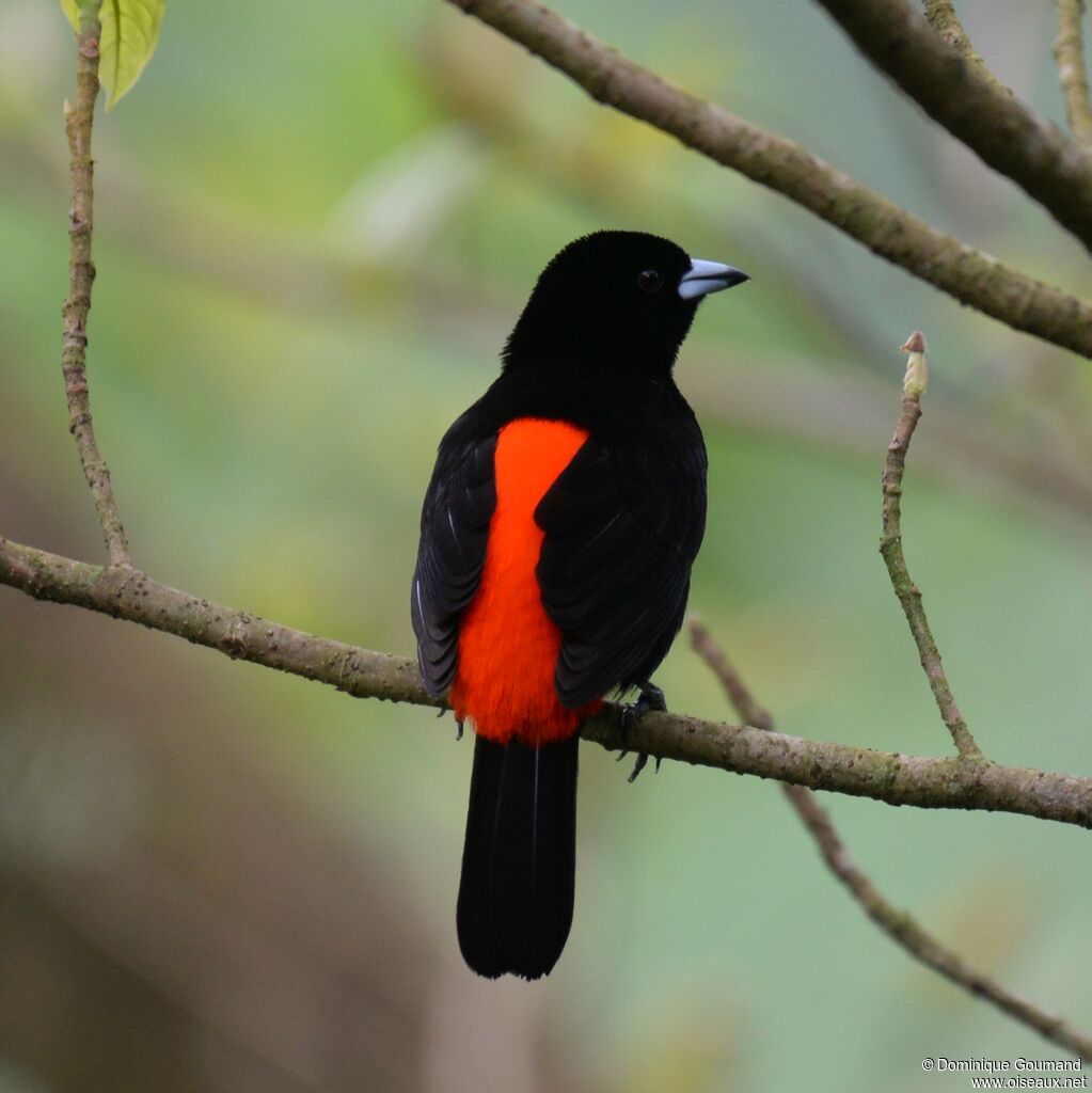 Scarlet-rumped Tanager male adult