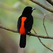 Scarlet-rumped Tanager