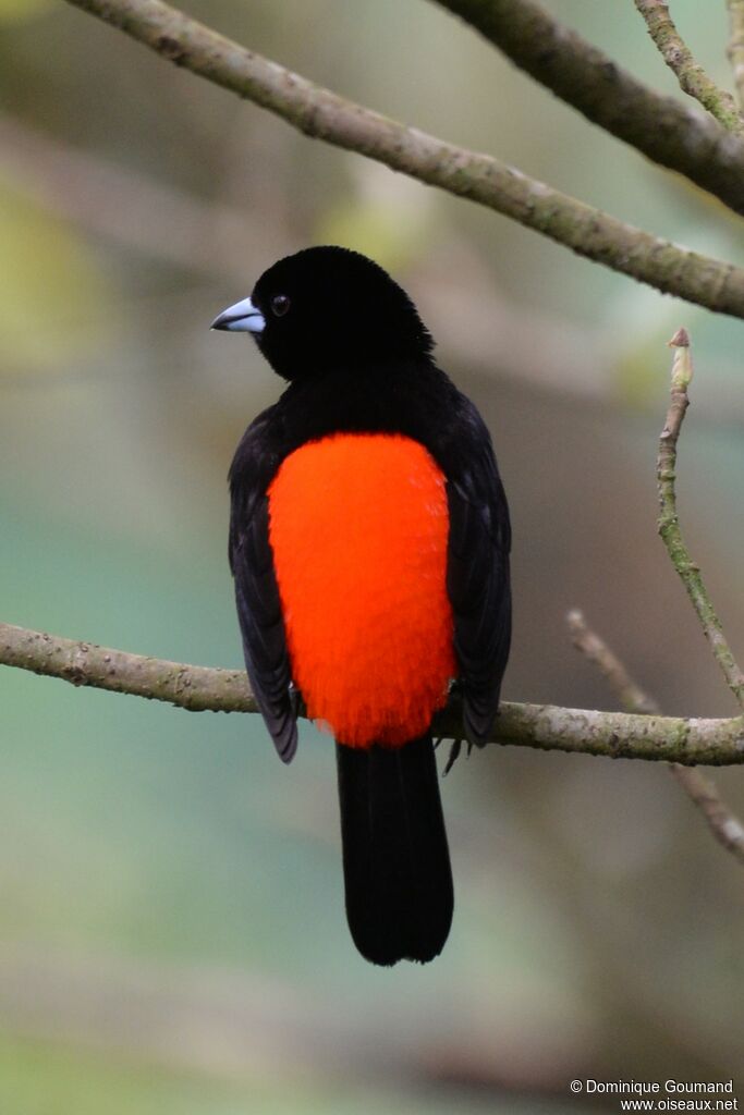 Scarlet-rumped Tanager male adult