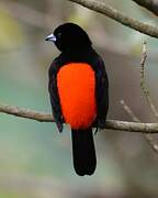 Scarlet-rumped Tanager