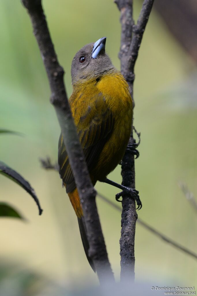 Scarlet-rumped Tanager female adult