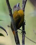 Scarlet-rumped Tanager