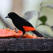 Scarlet-rumped Tanager