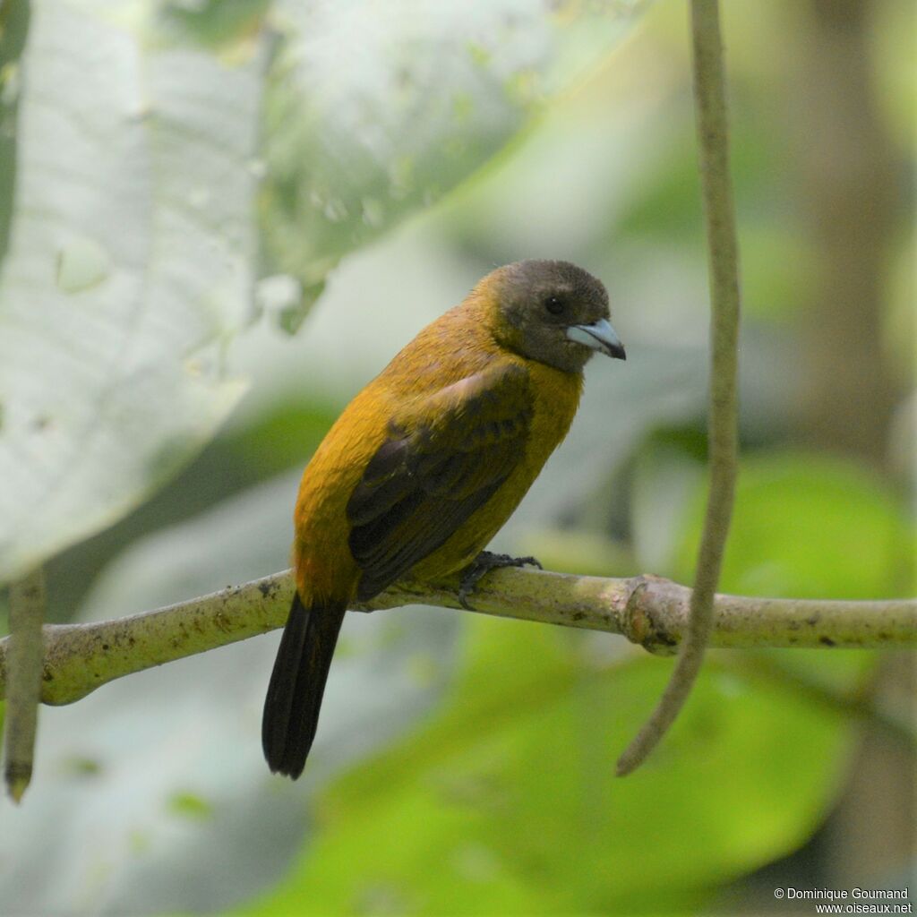 Scarlet-rumped Tanager female adult