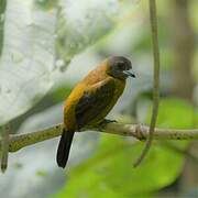 Scarlet-rumped Tanager