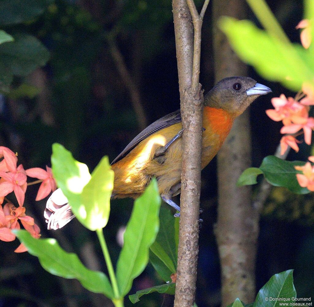 Scarlet-rumped Tanager female adult