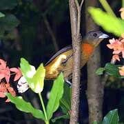 Scarlet-rumped Tanager