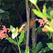 Scarlet-rumped Tanager