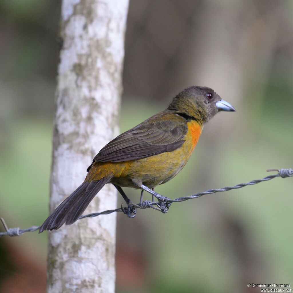 Scarlet-rumped Tanager female adult