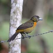 Scarlet-rumped Tanager