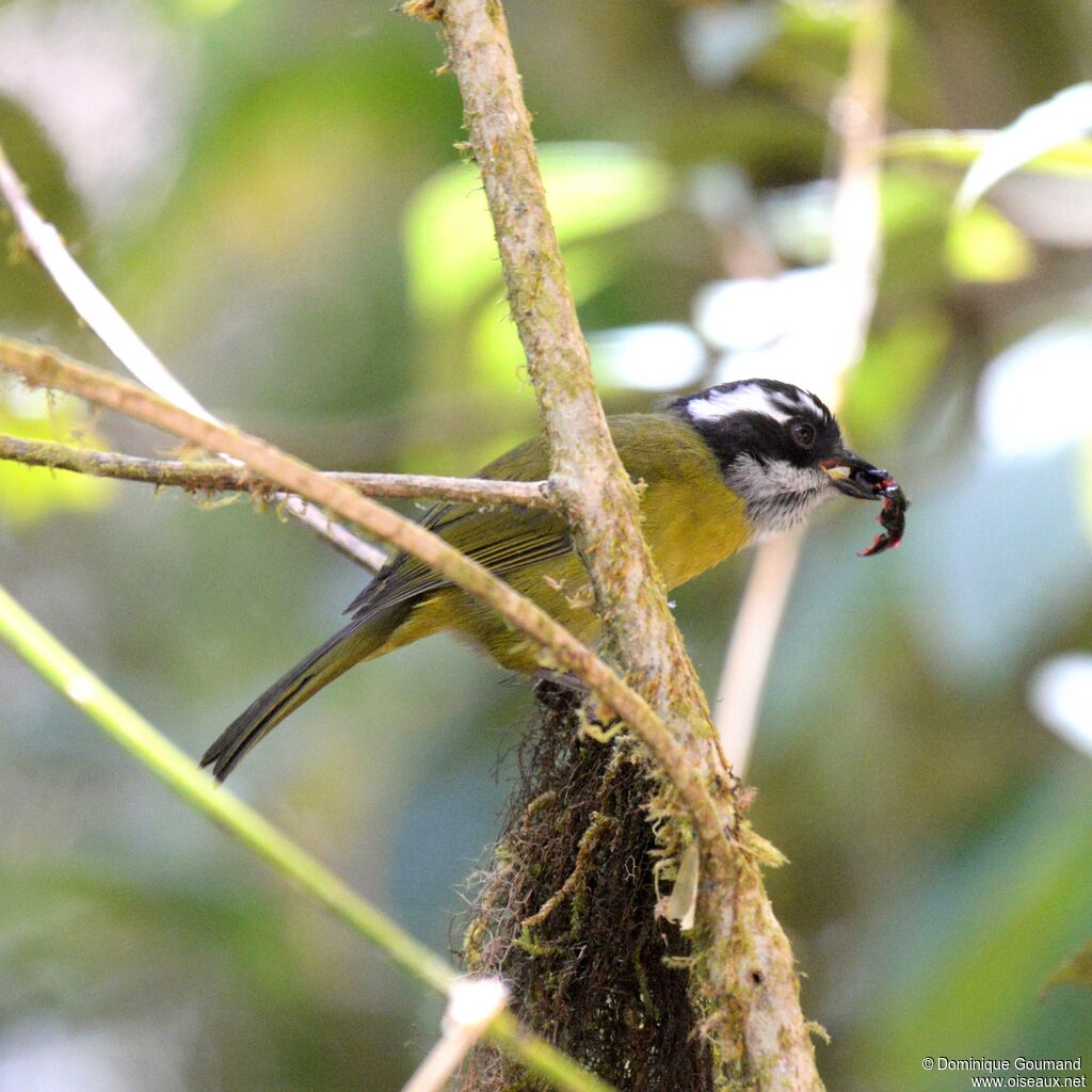 Sooty-capped Chlorospingusadult