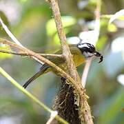 Sooty-capped Bush Tanager