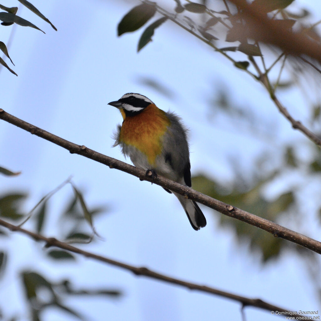 Tangara à tête rayée