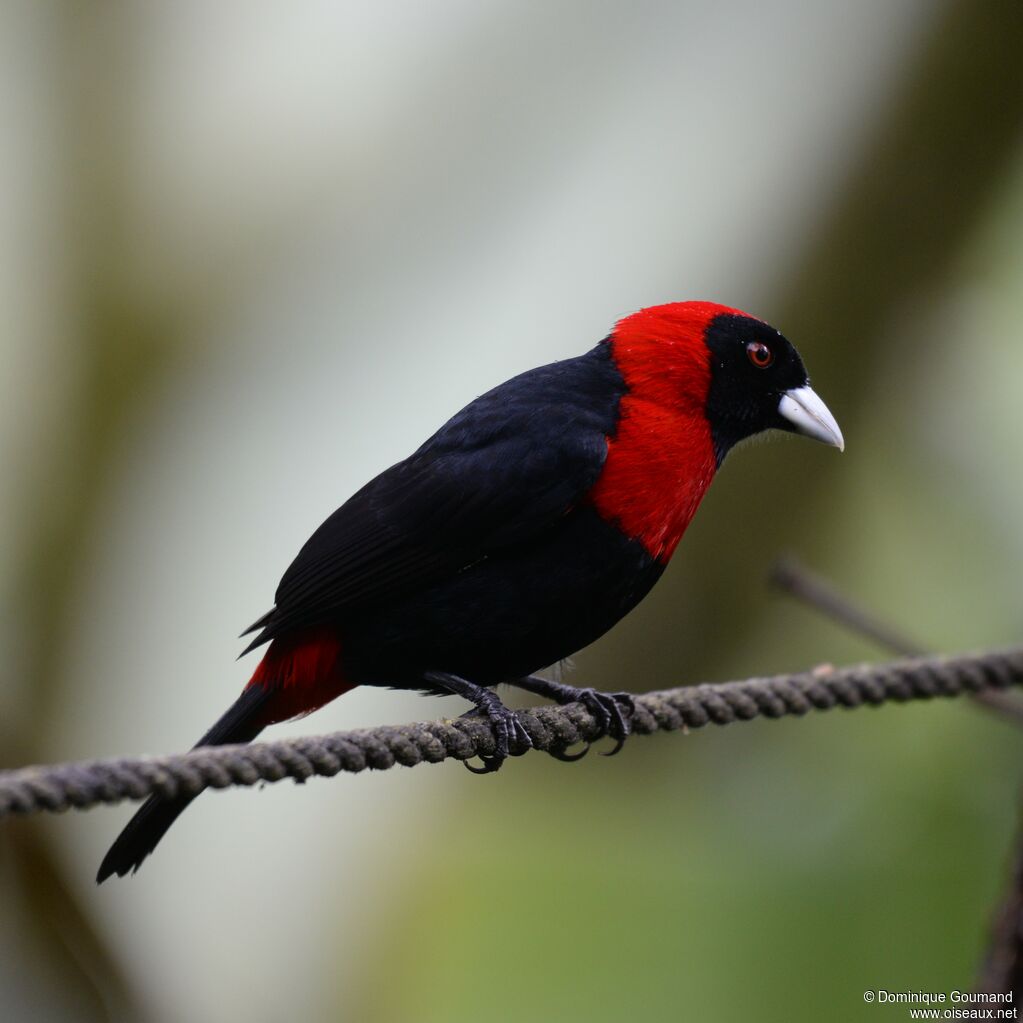 Crimson-collared Tanageradult