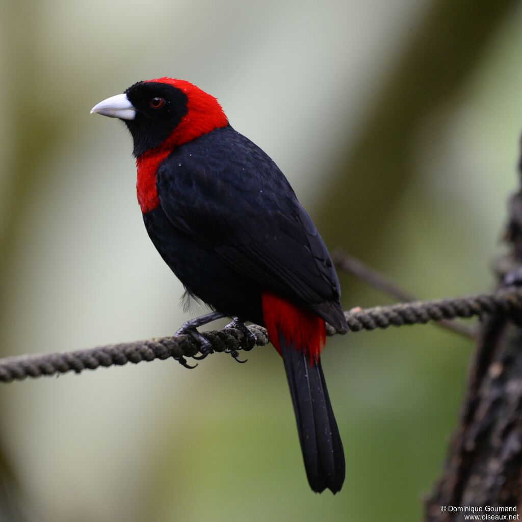 Crimson-collared Tanageradult