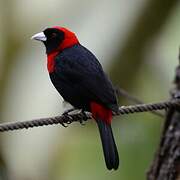 Crimson-collared Tanager