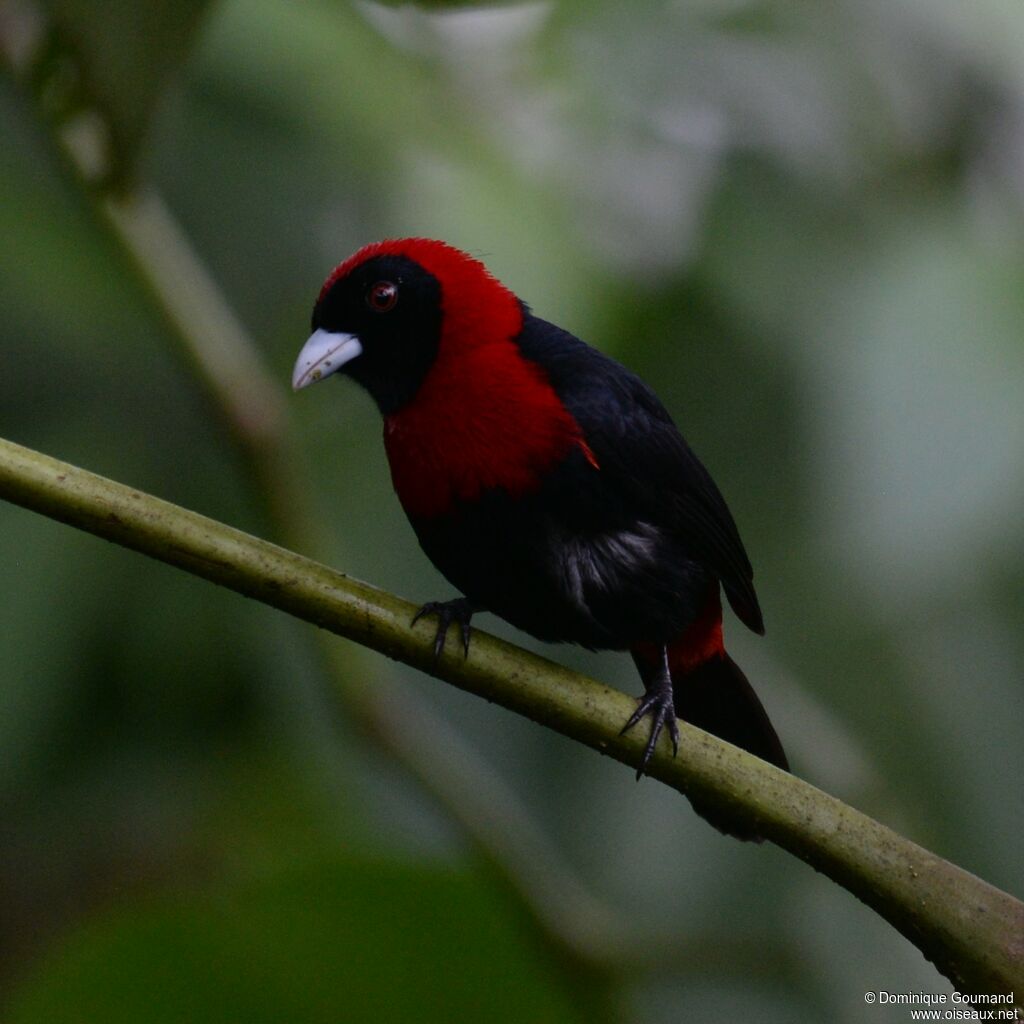 Crimson-collared Tanageradult