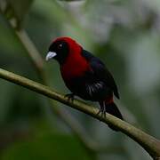 Crimson-collared Tanager