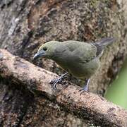 Palm Tanager