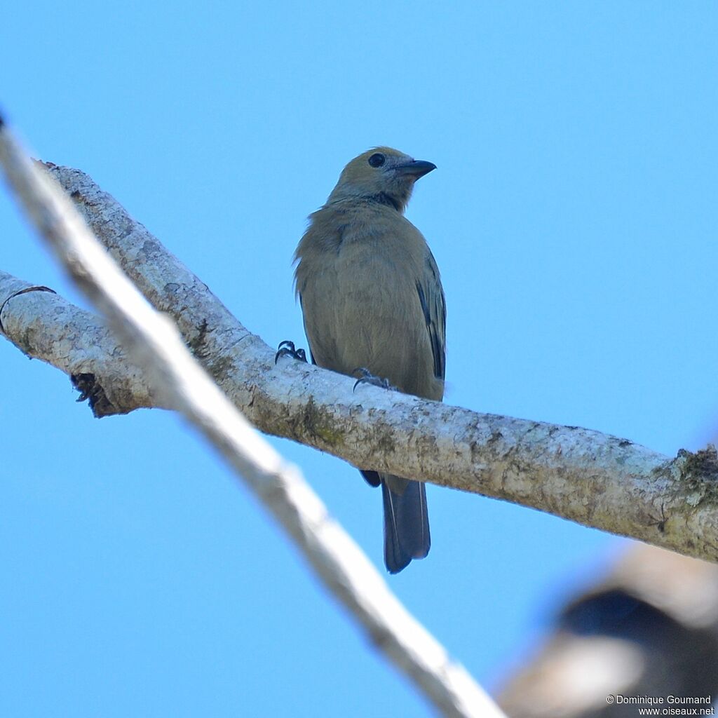 Palm Tanager female adult