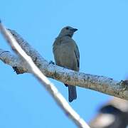 Palm Tanager