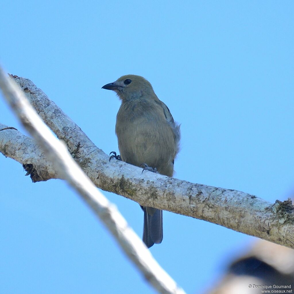 Palm Tanager female adult