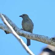 Palm Tanager