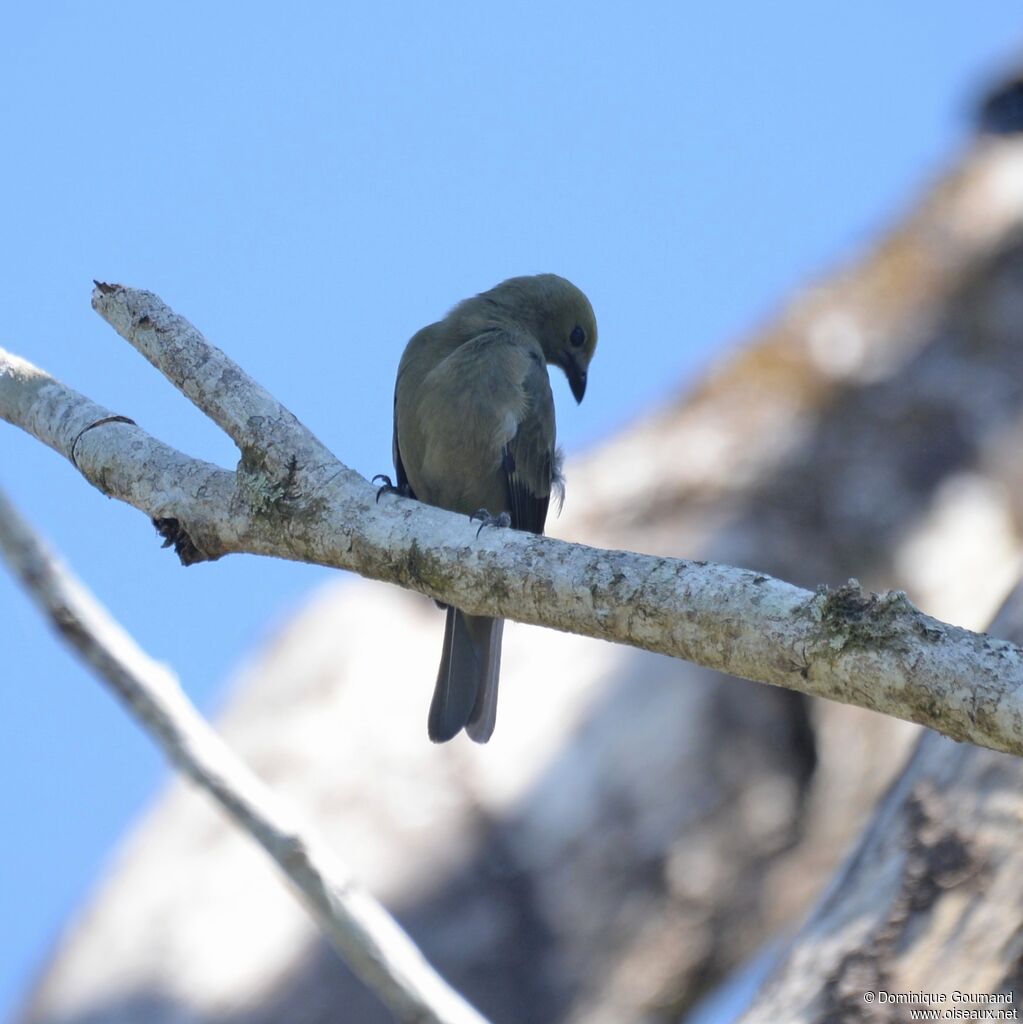 Palm Tanager female adult