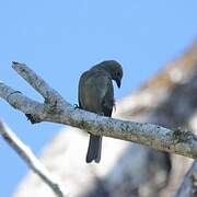 Palm Tanager