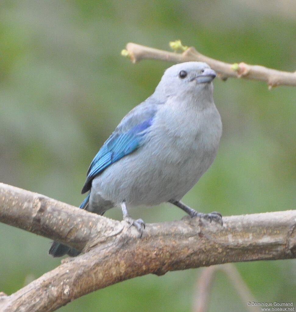 Blue-grey Tanager