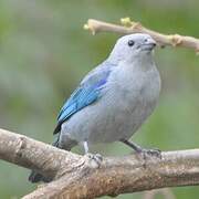 Blue-grey Tanager