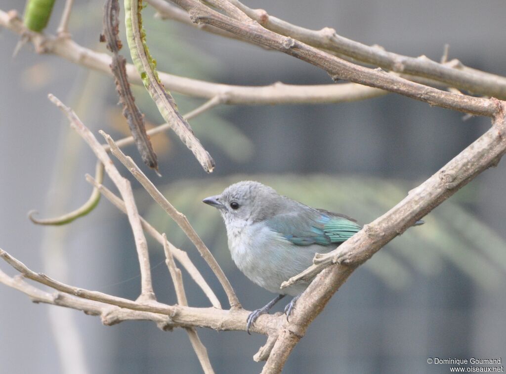 Blue-grey Tanager