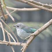 Blue-grey Tanager