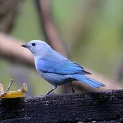 Blue-grey Tanager