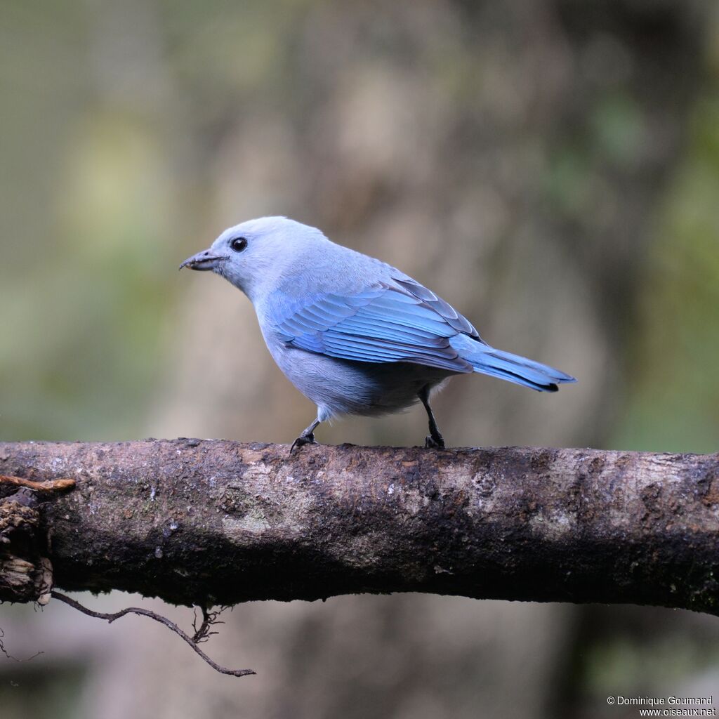 Blue-grey Tanageradult