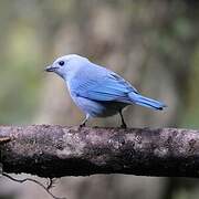 Blue-grey Tanager