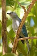 Blue-grey Tanager