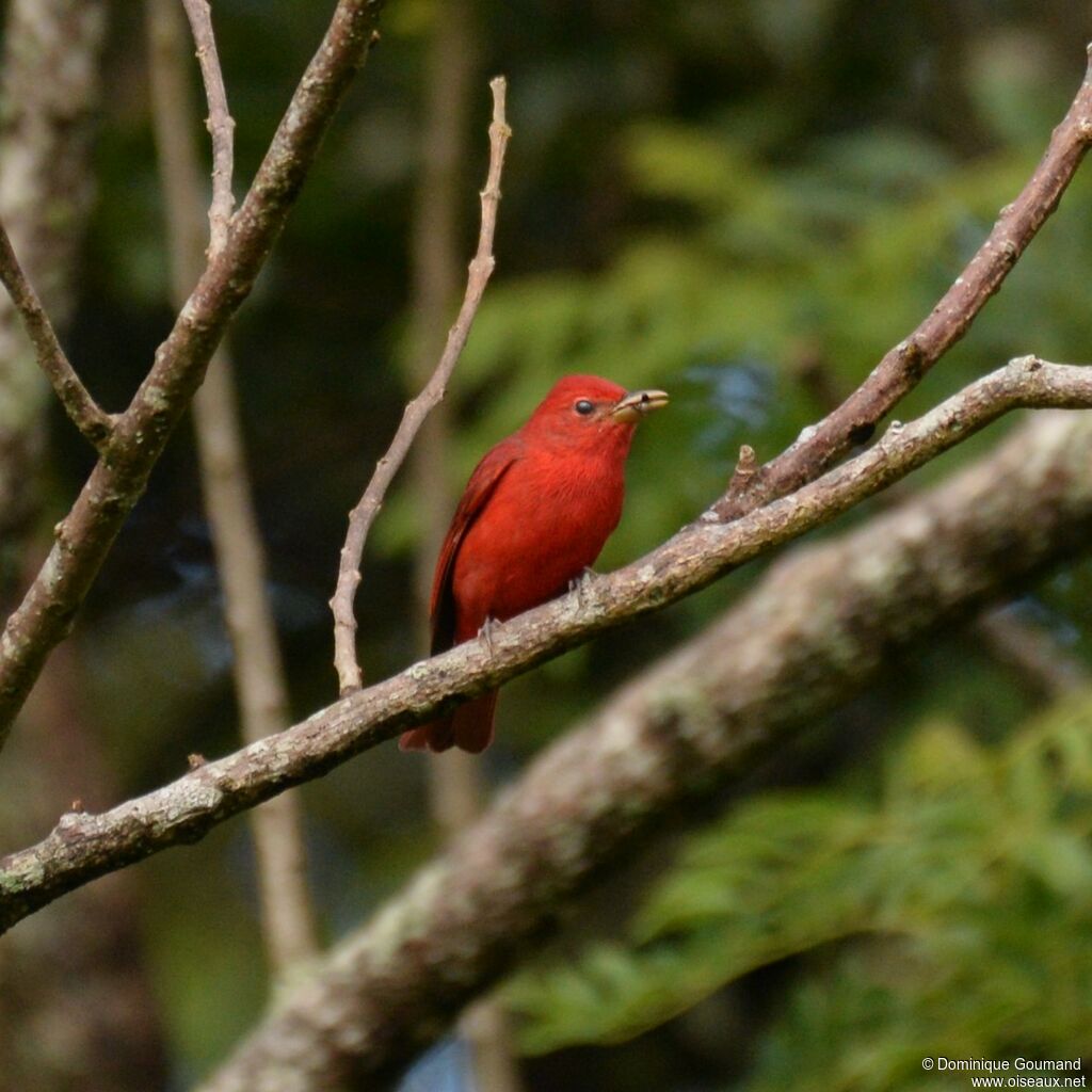 Summer Tanager male adult