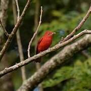 Summer Tanager