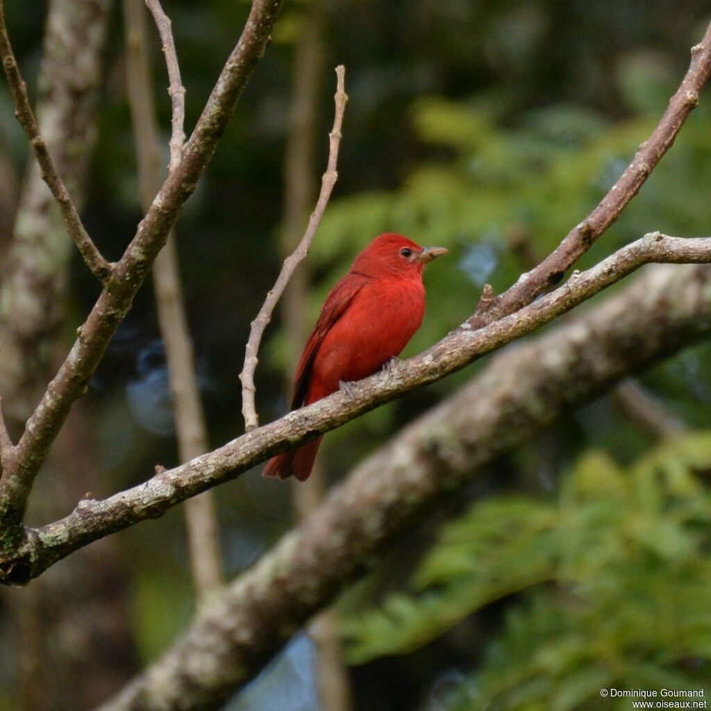 Summer Tanager male adult